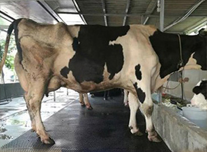 Stall Rubber Mat